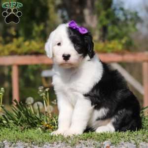 Daisy, Sheepadoodle Puppy